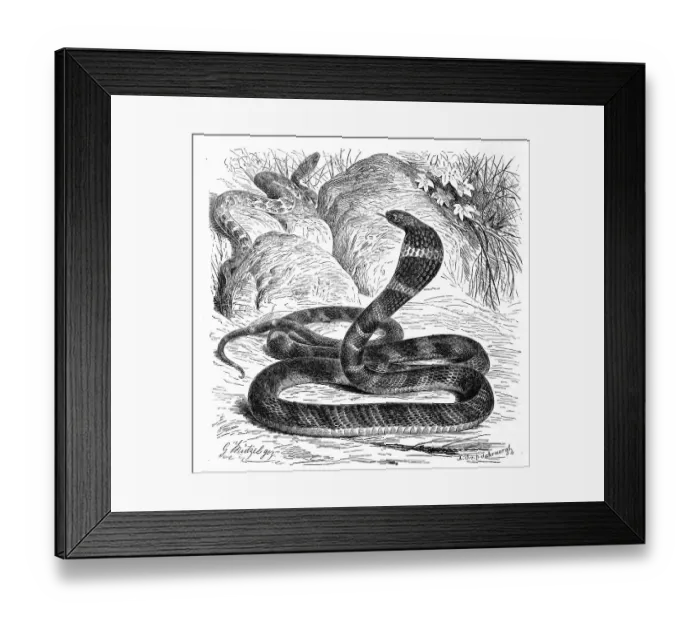 Framed Print : Reptiles, King cobra, Giant hat snake Naja bungarus Framed Print : Reptiles, King cobra, Giant hat snake Naja bungarus