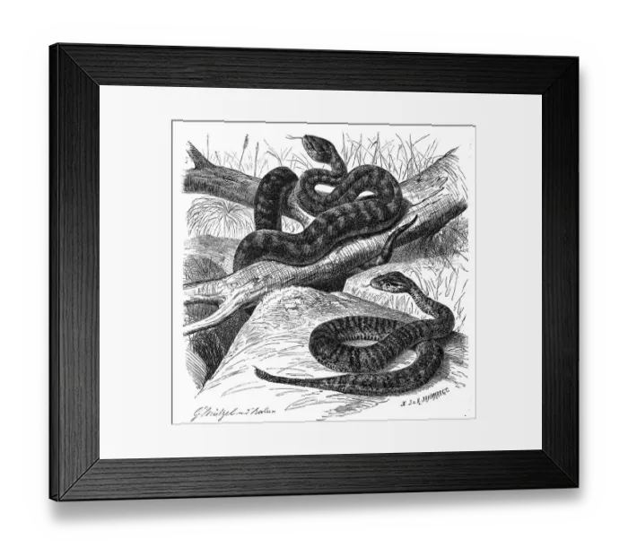 Framed Print : Reptiles, Short Adder, Tiger Snake (Notechis scutatus)