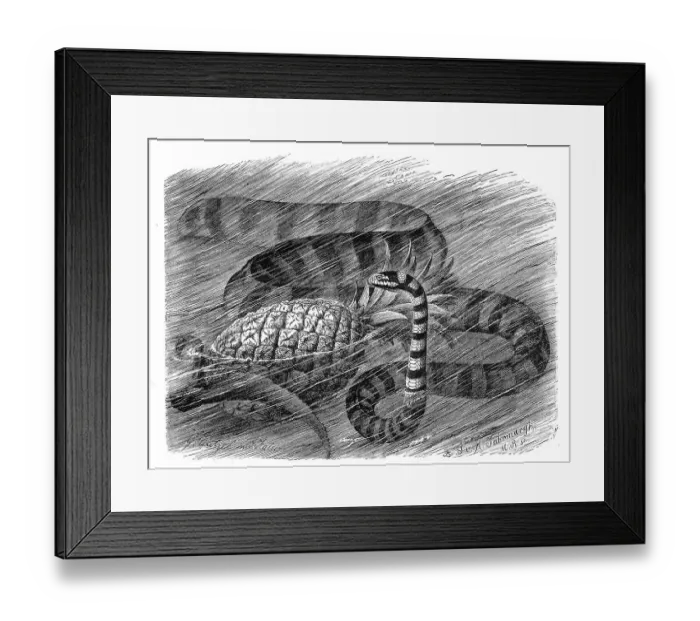 Framed Print : Reptiles, Common flat-tailed laticaudata is a species of poisonous snake in the genus (Laticauda)