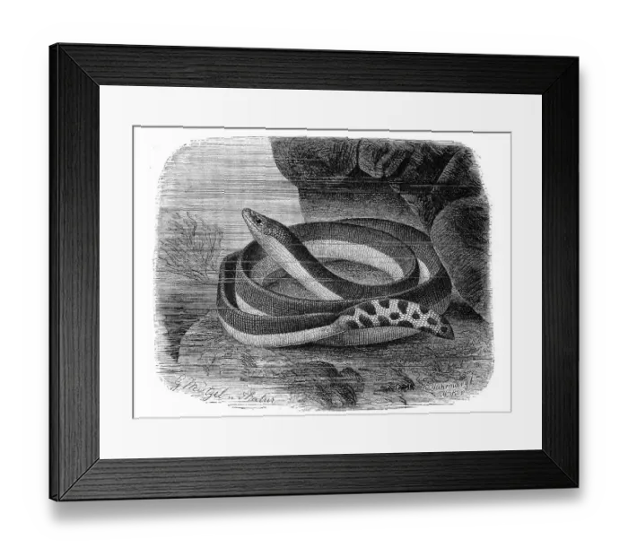 Framed Print : Reptiles, bicoloured sea snake