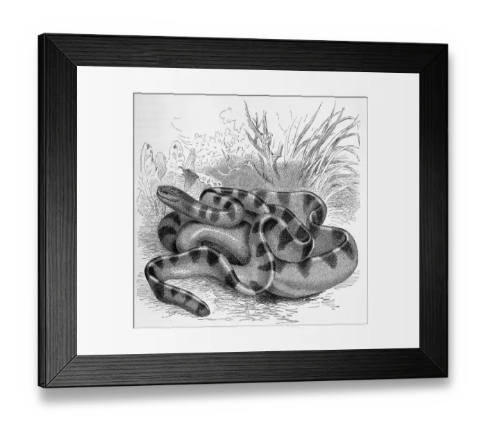 Framed Print : Reptiles, Striped snake, Hydrophis cyanocinctus belongs to the sea snakes within the family of elapid snakes (Elapidae) Framed Print : Reptiles, Striped snake, Hydrophis cyanocinctus belongs to the sea snakes within the family of elapid snakes (Elapidae)
