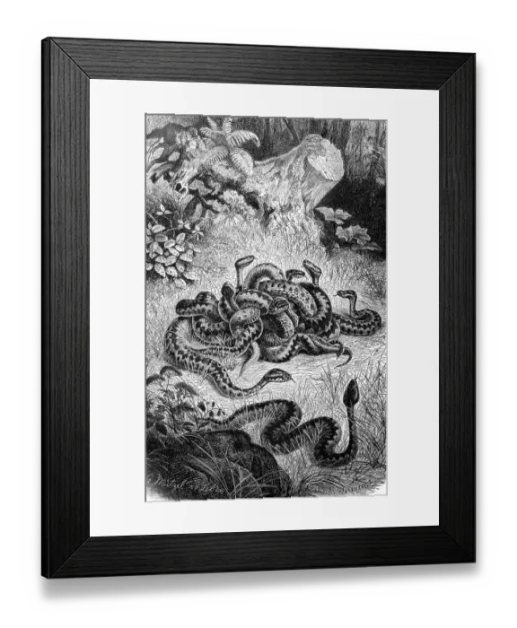 Framed Print : Reptiles, Adder berus is a small to medium sized venomous snake of Eurasia from the viper (Vipera) family