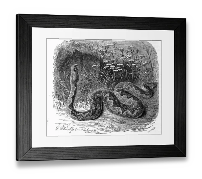 Framed Print : Reptiles, European horned viper (Vipera ammodytes)