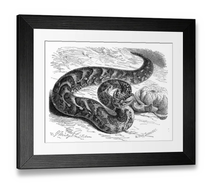 Framed Print : Reptiles, Puff adder (Bitis lachesis) (Bitis arietans) Framed Print : Reptiles, Puff adder (Bitis lachesis) (Bitis arietans)