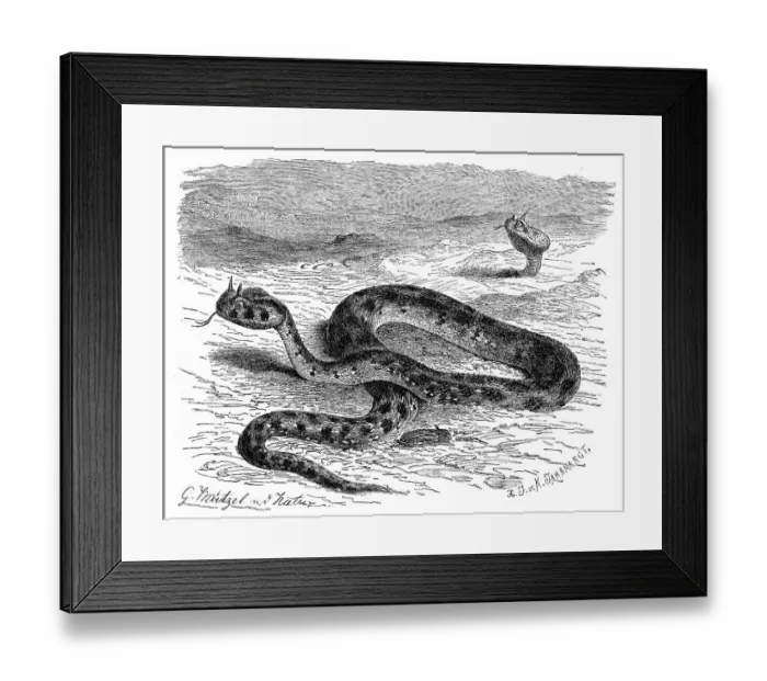 Framed Print : Reptiles, European horned viper (Vipera ammodytes)