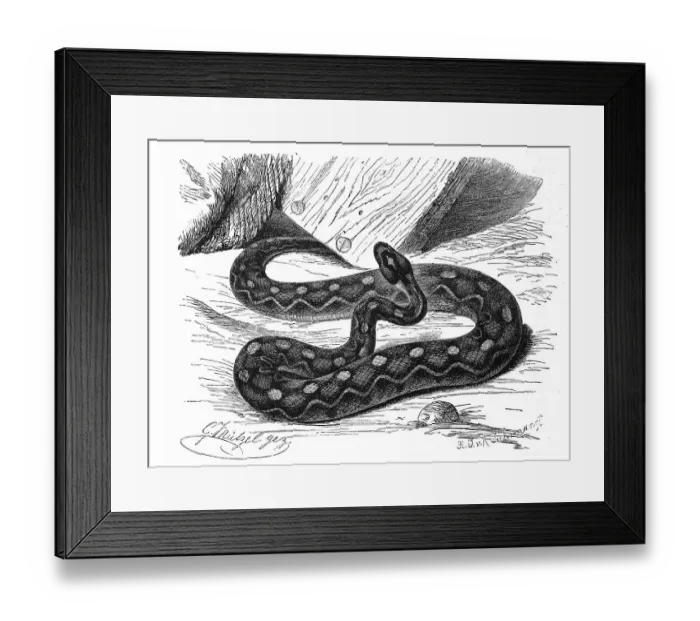 Framed Print : Reptiles, Common sand rattle viper Framed Print : Reptiles, Common sand rattle viper