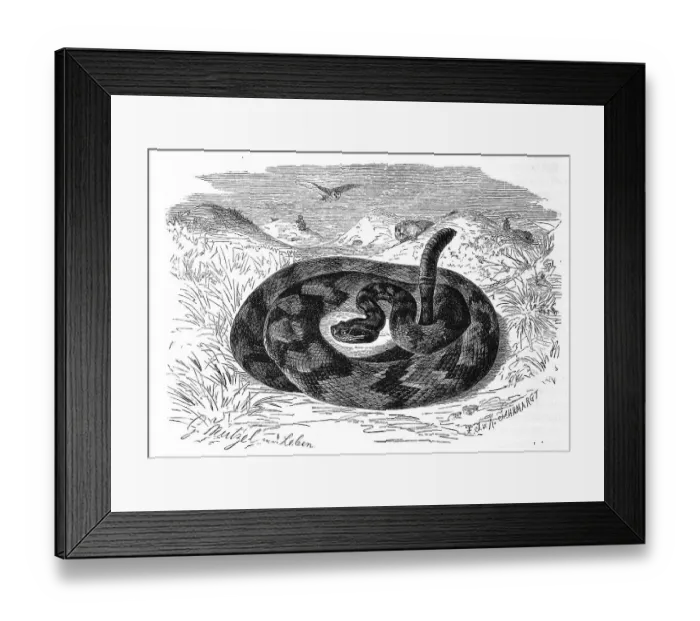 Framed Print : Reptiles, Texas Rattlesnake, also Western Diamondback Rattlesnake (Crotalus atrox) is a species of rattlesnake Framed Print : Reptiles, Texas Rattlesnake, also Western Diamondback Rattlesnake (Crotalus atrox) is a species of rattlesnake