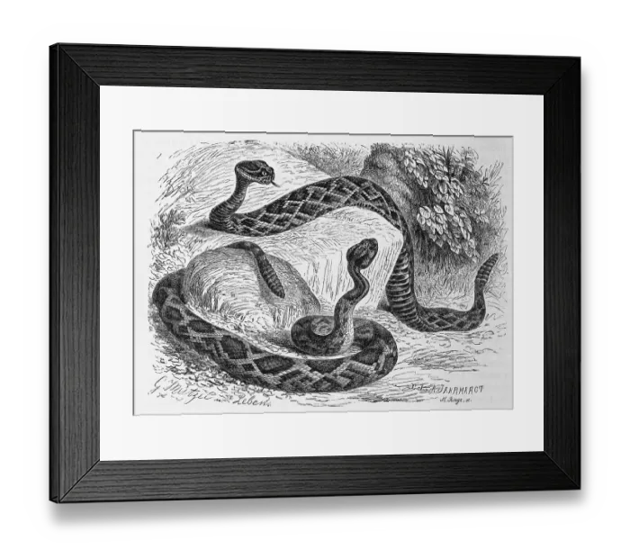 Framed Print : Reptiles, eastern diamondback rattlesnake (Crotalus adamanteus) is a species of rattlesnake and showersnake