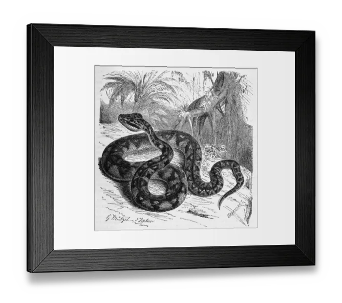 Framed Print : Reptiles, Bushmasters, Lachesis are a genus of snake from the subfamily of pit vipers
