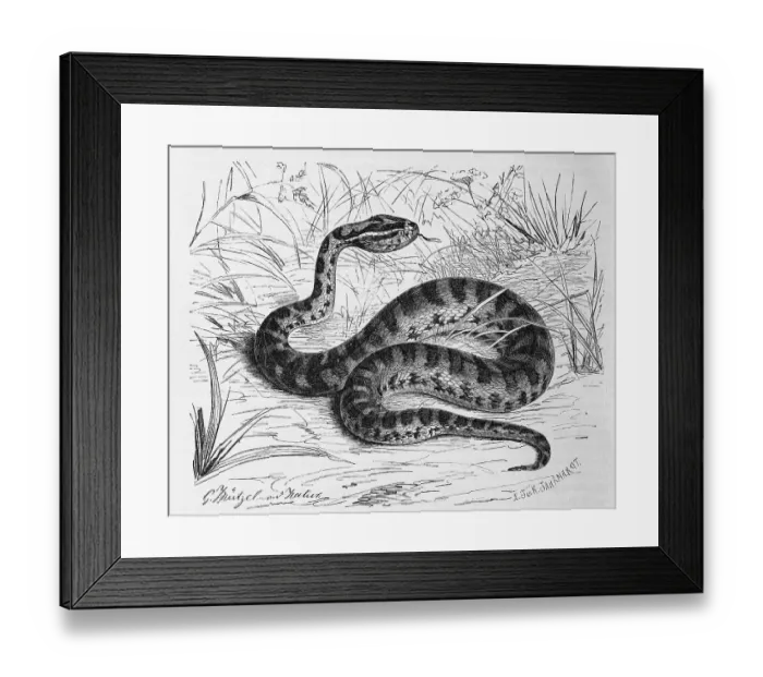 Framed Print : Reptiles, Halys otter, Gloydius halys Framed Print : Reptiles, Halys otter, Gloydius halys