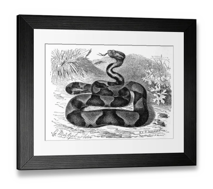 Framed Print : Reptiles, Moccasin snake Framed Print : Reptiles, Moccasin snake