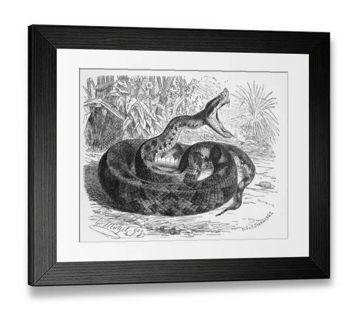 Framed Print : Reptiles, pit viper (Trimeresurus) lanceolatus Framed Print : Reptiles, pit viper (Trimeresurus) lanceolatus
