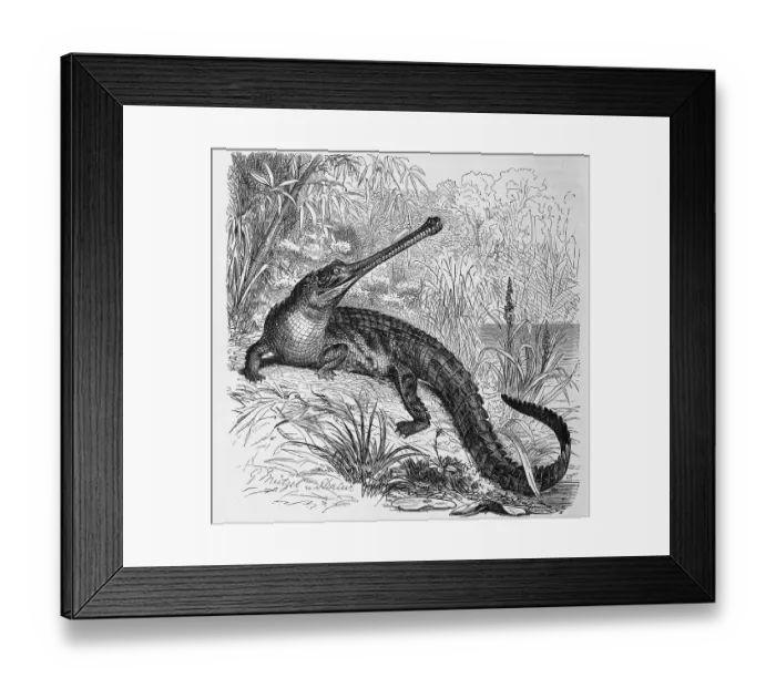 Framed Print : Reptiles, Ganges gavial, also gharial (Gavialis gangeticus) or true gharial Framed Print : Reptiles, Ganges gavial, also gharial (Gavialis gangeticus) or true gharial