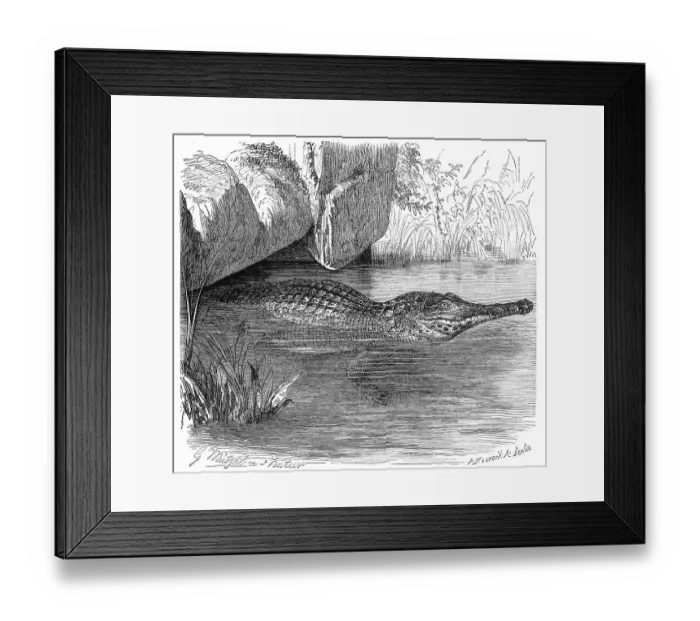 Framed Print : Reptiles, West African Armoured Crocodile (Mecistops cataphractus) is an African species of the True Crocodile Framed Print : Reptiles, West African Armoured Crocodile (Mecistops cataphractus) is an African species of the True Crocodile