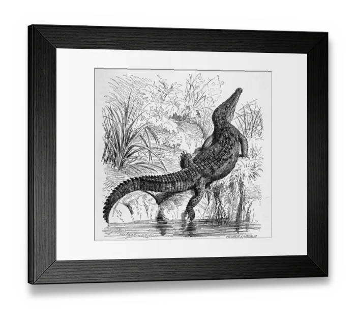 Framed Print : Reptiles, american crocodile (Crocodylus acutus) is an American representative of the family of the true crocodiles Framed Print : Reptiles, american crocodile (Crocodylus acutus) is an American representative of the family of the true crocodiles