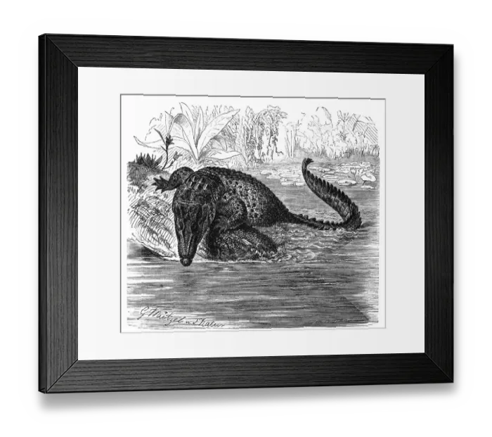 Framed Print : Reptiles, Groin crocodile, also called saltwater crocodile (Crocodylus porosus) Framed Print : Reptiles, Groin crocodile, also called saltwater crocodile (Crocodylus porosus)