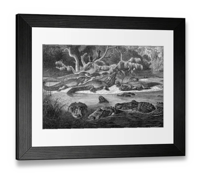 Framed Print : Reptiles, black caiman (Melanosuchus niger)