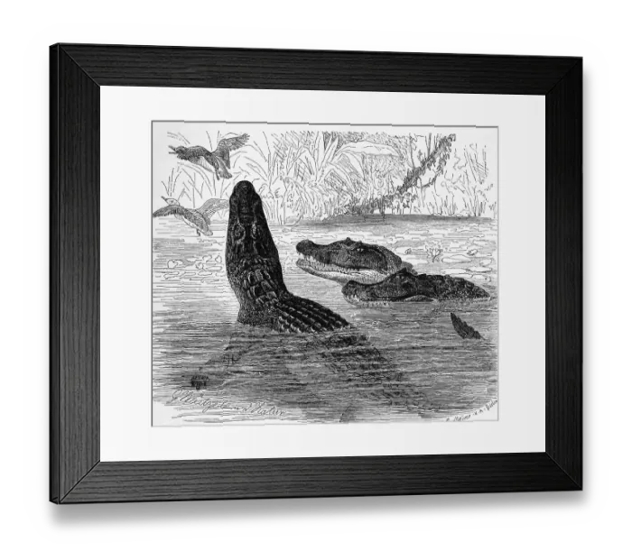 Framed Print : Reptiles, The, Southern yacare caiman (Caiman crocodilus yacara) Syn