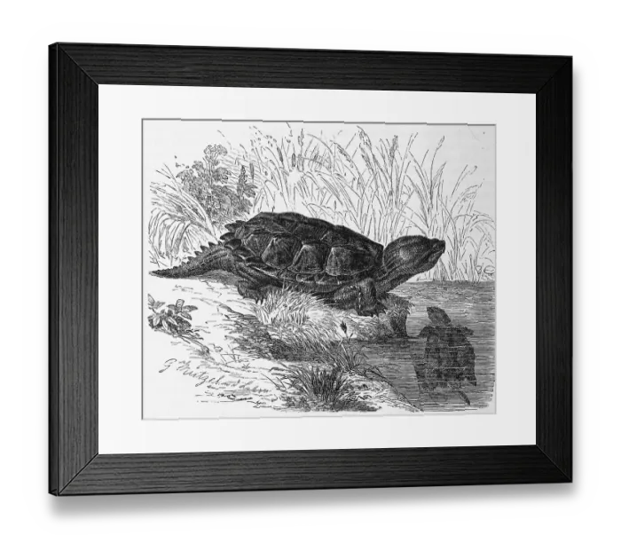 Framed Print : Reptiles, Snapping turtle, also called common snapping turtle (Chelydra serpentina)