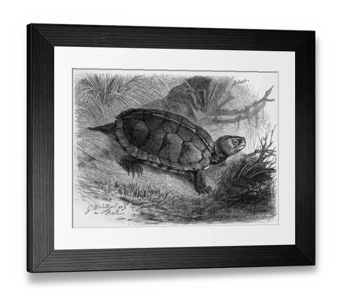 Framed Print : Reptiles, wood turtle (Glyptemys insculpta)