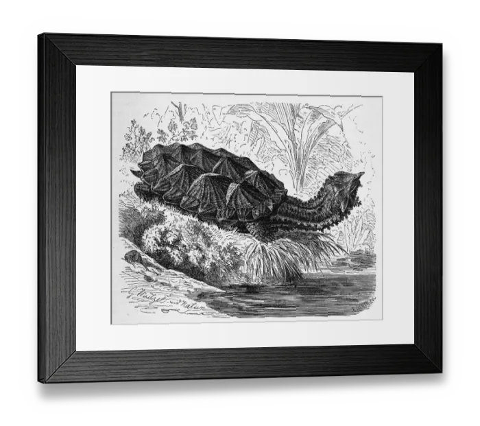 Framed Print : Reptiles, Fringed tortoise, yellow-spotted river turtle (Chelys) fimbriata