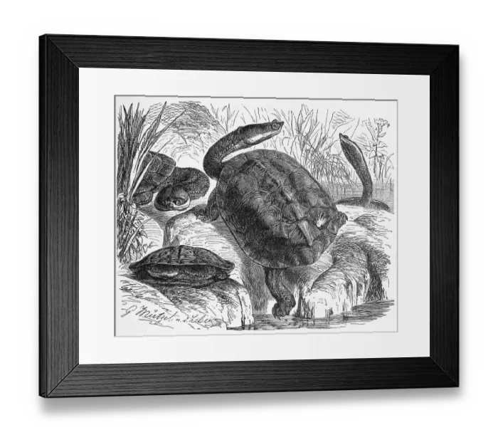 Framed Print : Reptiles, Argentine snake-necked turtle Framed Print : Reptiles, Argentine snake-necked turtle