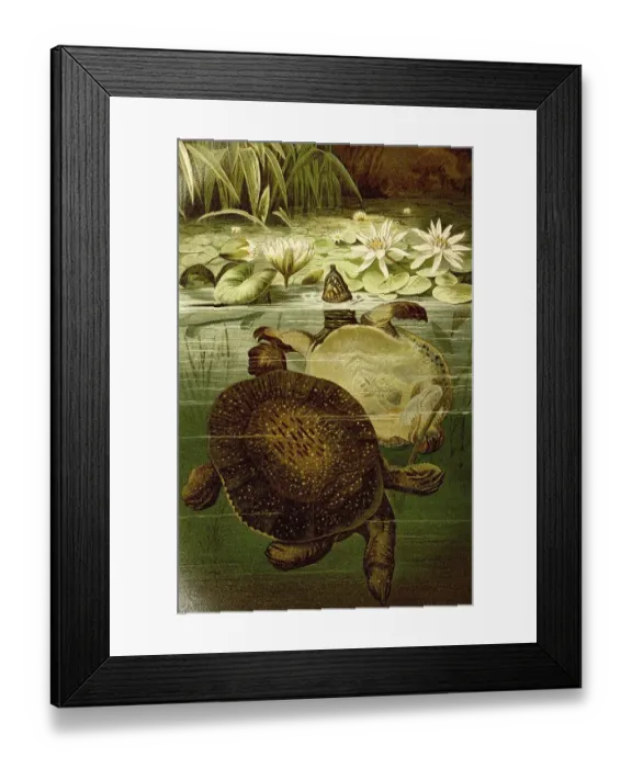 Framed Print : Reptiles, african softshell turtle (Trionyx triunguis)