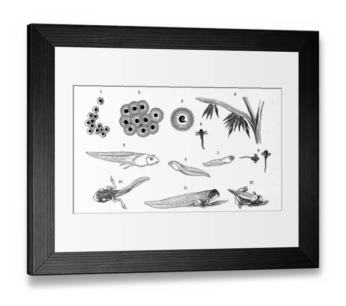 Framed Print : Reptiles, Development of the eggs and larvae of the common frog (Rana temporaria)