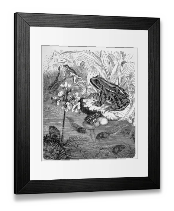 Framed Print : Reptiles, green frog (Pelophylax esculentus) or Rana esculenta Framed Print : Reptiles, green frog (Pelophylax esculentus) or Rana esculenta