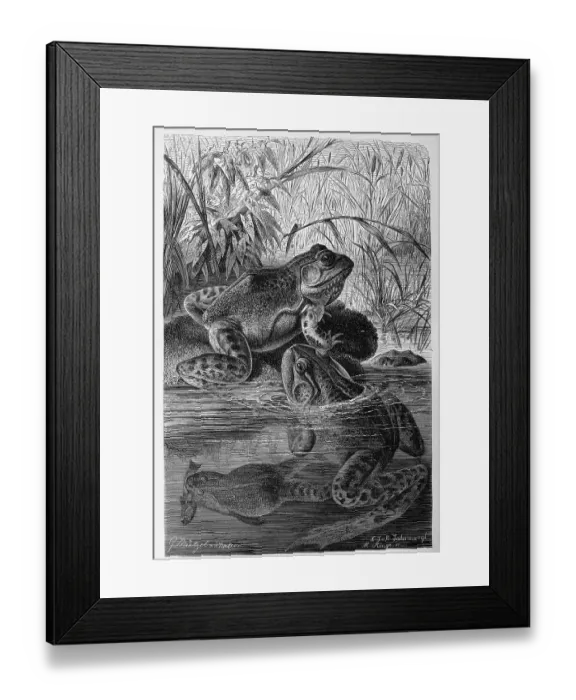 Framed Print : Reptiles, African Bullfrog (Pyxicephalus adspersus)