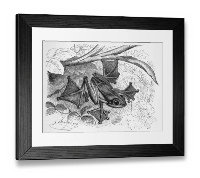 Framed Print : Reptiles, Java Flying Frog, Rhacophorus reinwardtii