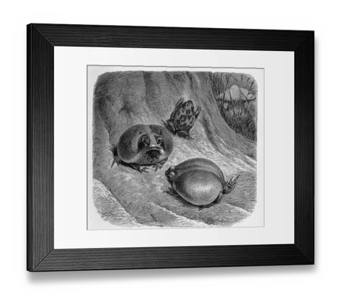 Framed Print : Reptiles, East African short-headed frog Framed Print : Reptiles, East African short-headed frog