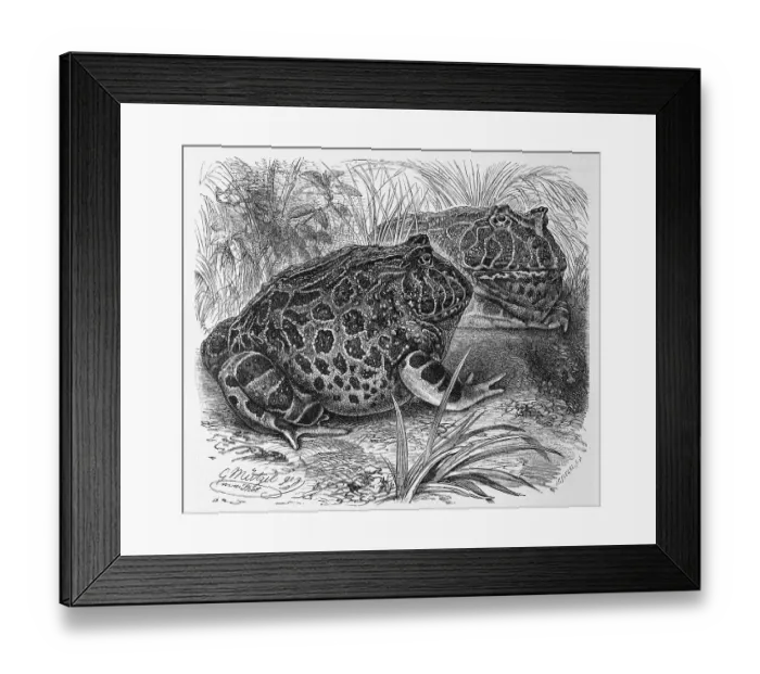 Framed Print : Reptiles, Ornamental horned frog