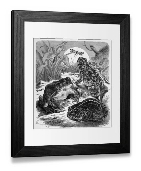 Framed Print : Reptiles, Common toad, Bufo vulgaris