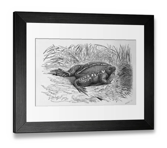 Framed Print : Reptiles, Nose toad, also called Nose frog or mexican burrowing toad (Rhinophrynus dorsalis)