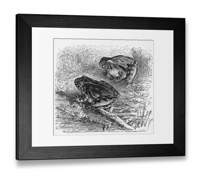 Framed Print : Reptiles, grasshopper frog, southern cricket frog or southeastern cricket frog Framed Print : Reptiles, grasshopper frog, southern cricket frog or southeastern cricket frog