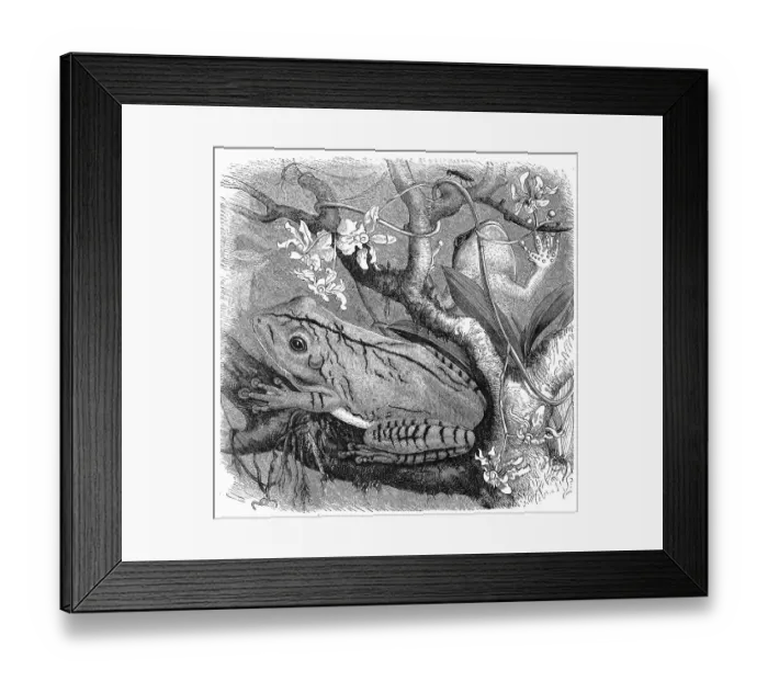 Framed Print : Reptiles, blacksmith tree frog (Boana faber) Framed Print : Reptiles, blacksmith tree frog (Boana faber)