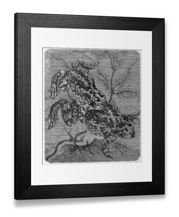 Framed Print : Reptiles, common spadefoot (Pelobates fuscus) is a frog and belongs to the genus European spadefoot toads