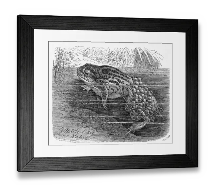 Framed Print : Reptile, Common, Common or common midwife toad (Alytes obstetricans) is a frog in the family Alytidae