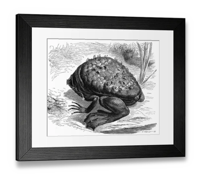 Framed Print : Reptiles, common surinam toad (Pipa pipa)