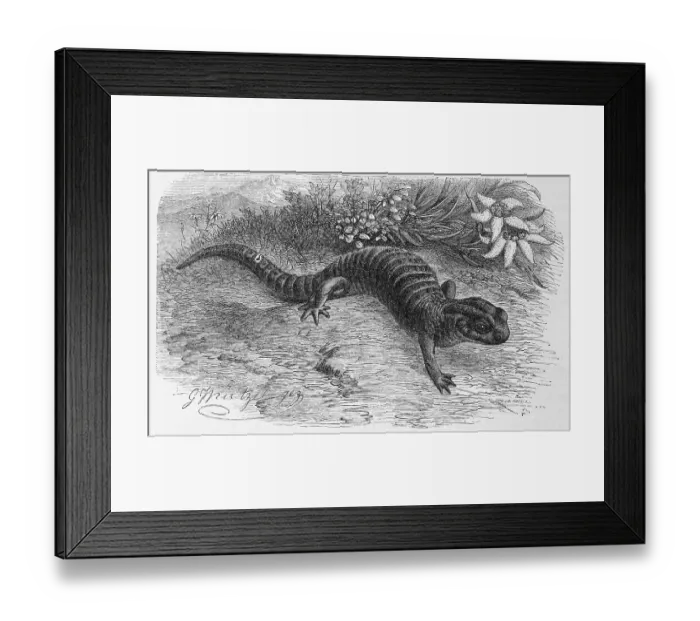 Framed Print : Reptiles, Alpine salamander (Salamandra atra) is a black-coloured Framed Print : Reptiles, Alpine salamander (Salamandra atra) is a black-coloured