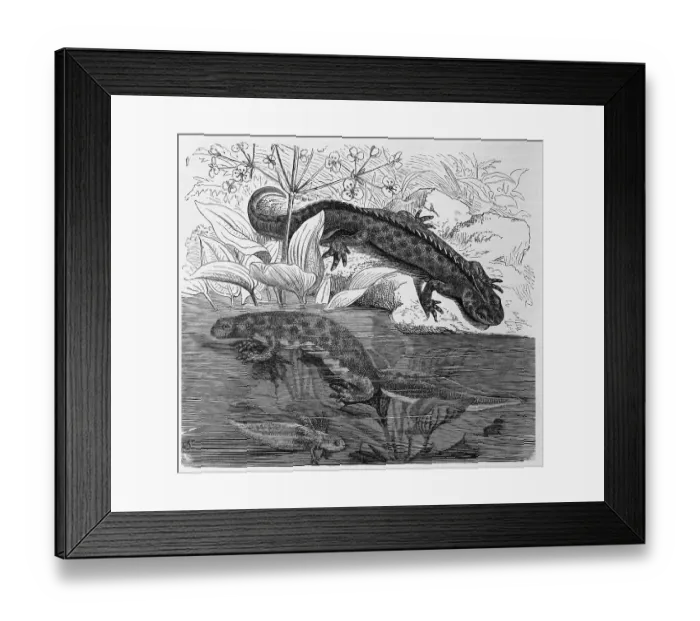 Framed Print : Reptiles, Northern crested newt (Triturus cristatus)