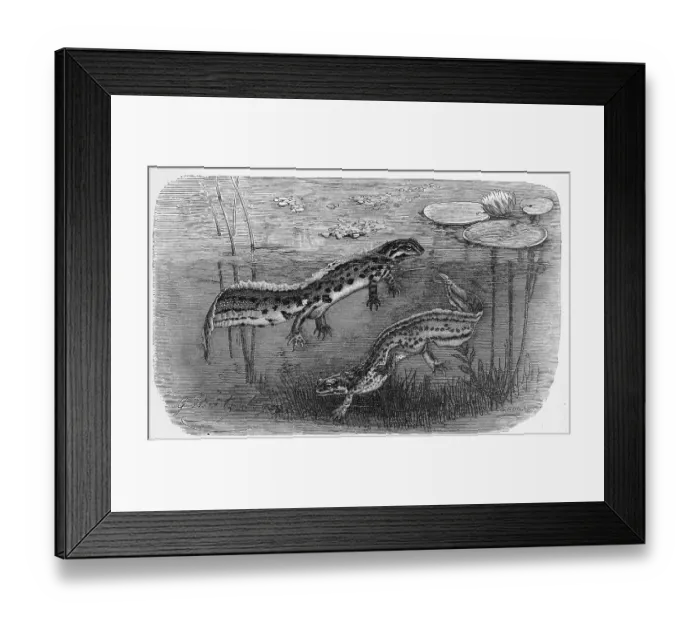 Framed Print : Reptiles, Pond newt (Lissotriton vulgaris)