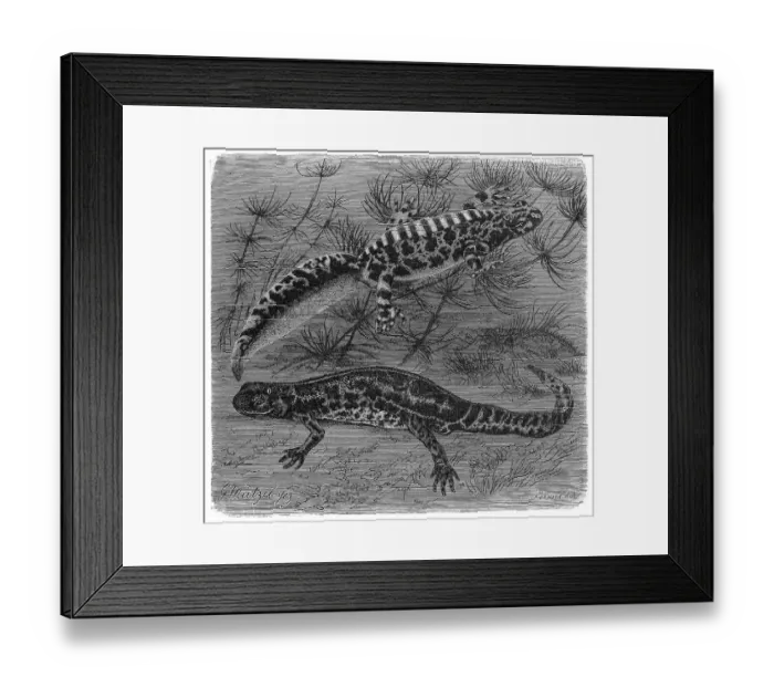 Framed Print : Reptiles, Marbled newt, Molge marmorata Framed Print : Reptiles, Marbled newt, Molge marmorata