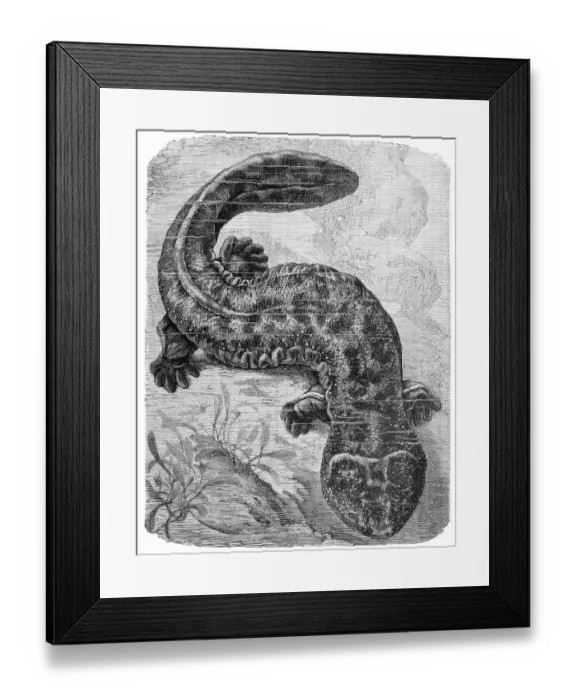 Framed Print : Reptiles, Giant salamander, Megalobatrachus maximus