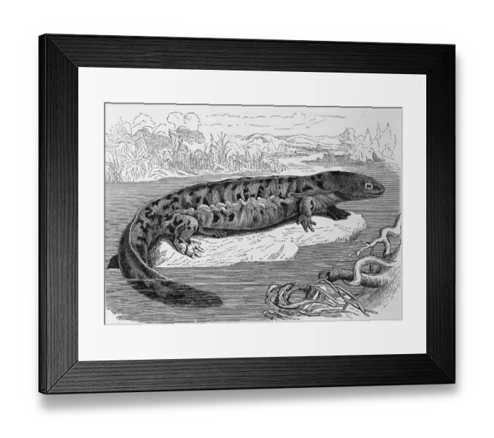 Framed Print : Reptiles, hellbender (Cryptobranchus alleganiensis) is the only species of the monotypic genus Cryptobranchus