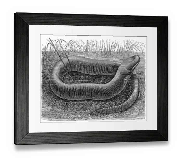 Framed Print : Reptiles, two-toed amphiuma (Amphiuma means) is a species of newt Framed Print : Reptiles, two-toed amphiuma (Amphiuma means) is a species of newt