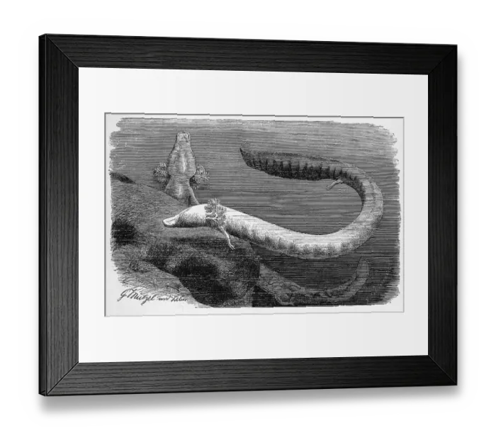 Framed Print : Reptiles, Grottolm is a European caudate living permanently in larval form in cave waters