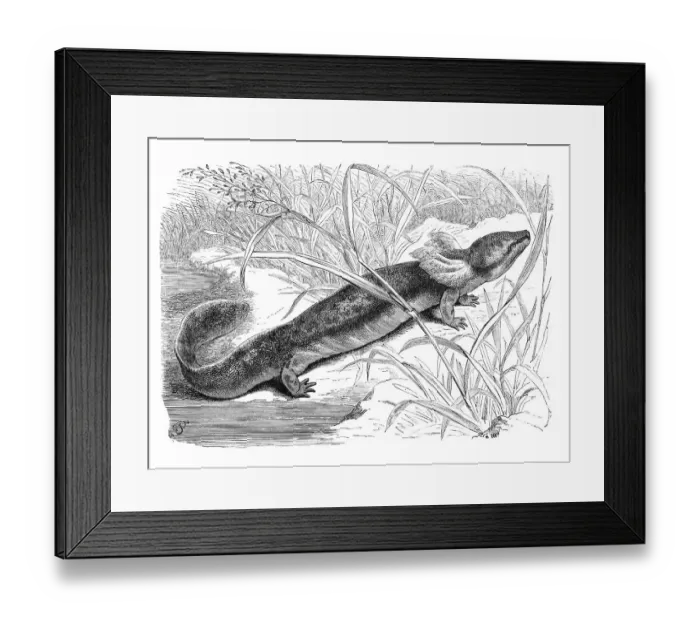 Framed Print : Reptiles, common mudpuppy (Necturus maculosus) is the largest and most widespread species of newt in the olm family Framed Print : Reptiles, common mudpuppy (Necturus maculosus) is the largest and most widespread species of newt in the olm family