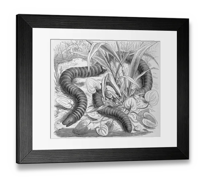 Framed Print : Reptiles, Ringworm, Siphonops annulatus is a subterranean species of creeping amphibian
